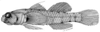 To NMNH Extant Collection (Eviota pseudostigma P09346 illustration)
