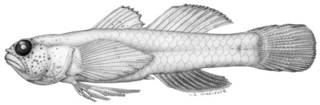 To NMNH Extant Collection (Eviota indica P09347 illustration)