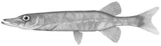 To NMNH Extant Collection (Esox reticulatus P10592 illustration)