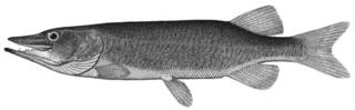 To NMNH Extant Collection (Esox vermiculatus P10602 illustration)
