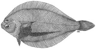 To NMNH Extant Collection (Etropus peruvianus P10686 illustration)