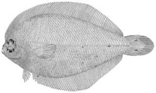 To NMNH Extant Collection (Etropus rimosus P10687 illustration)