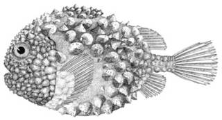 To NMNH Extant Collection (Eumicrotremus globulus P10740 illustration)