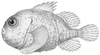 To NMNH Extant Collection (Eumicrotremus phrynoides P10743 illustration)