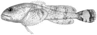 To NMNH Extant Collection (Eurymen gyrinus P10754 illustration)