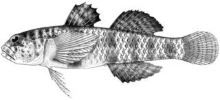 To NMNH Extant Collection (Eviota epiphanes P12621 illustration)