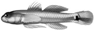 To NMNH Extant Collection (Eviota sebreei P12627 illustration)