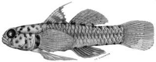 To NMNH Extant Collection (Eviota pardalota P01596 illustration)