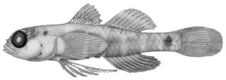 To NMNH Extant Collection (Eviota latifasciata P09281 illustration)