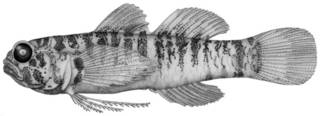 To NMNH Extant Collection (Eviota irrasa P09287 illustration)