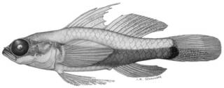 To NMNH Extant Collection (Eviota nigriventris P09336 illustration)