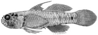 To NMNH Extant Collection (Eviota variola P09349 illustration)