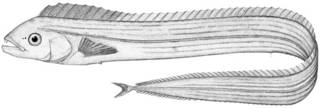 To NMNH Extant Collection (Evoxymetopon taeniatus P09856 illustration)