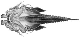 To NMNH Extant Collection (Gargariscus semidentatus P07821 illustration)