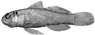 To NMNH Extant Collection (Eviota sparsa P09293 illustration)