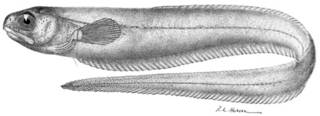 To NMNH Extant Collection (Fierasfer umbratilis P11169 illustration)