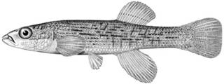 To NMNH Extant Collection (Fundulus catenatus P11201 illustration)