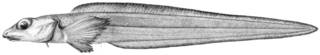 To NMNH Extant Collection (Furcimanus diapterus P11239 illustration)