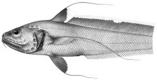 To NMNH Extant Collection (Gadomus introniger P11247 illustration)