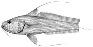 To NMNH Extant Collection (Gadomus magnifilis P11248 illustration)