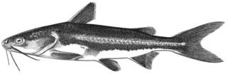 To NMNH Extant Collection (Galeichthys peruvianus P11293 illustration)