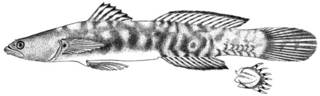 To NMNH Extant Collection (Garmannia spongicola P11298 illustration)