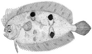 To NMNH Extant Collection (Gastropsetta frontalis P11313 illustration)