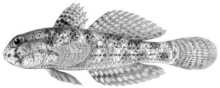 To NMNH Extant Collection (Gnatholepis deltoides P11439 illustration)
