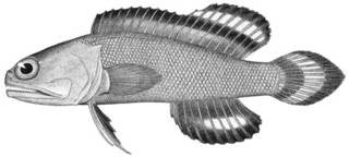 To NMNH Extant Collection (Gnathypops evermanni P11478 illustration)