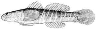 To NMNH Extant Collection (Gobiosoma ginsburgi P00947 illustration)