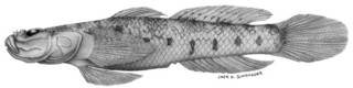 To NMNH Extant Collection (Gobiopsis exigua P01586 illustration)