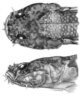 To NMNH Extant Collection (Gobiopsis woodsi P09354 illustration)