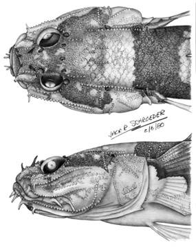 To NMNH Extant Collection (Gobiopsis angustifrons P09715 illustration)
