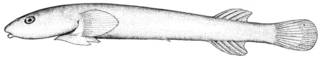 To NMNH Extant Collection (Gobiesox eigenmanni P11485 illustration)