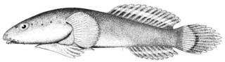 To NMNH Extant Collection (Gobiesox papillifer P11489 illustration)