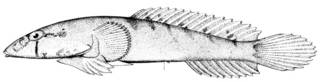 To NMNH Extant Collection (Gobiesox pinniger P11490 illustration)