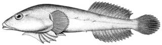 To NMNH Extant Collection (Gobiesox maeandricus P11488 illustration)