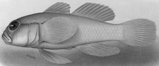 To NMNH Extant Collection (Gobiopterus farcimen P11542 illustration)