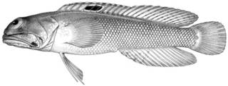 To NMNH Extant Collection (Gnathypops iyonis P13086 illustration)