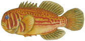 To NMNH Extant Collection (Gobiodon P15422 illustration)