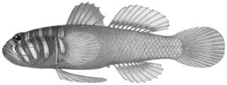 To NMNH Extant Collection (Zonogobius boreus P04221 illustration)