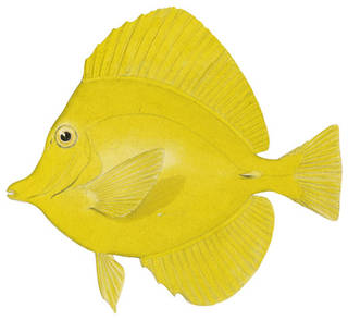 To NMNH Extant Collection (Scopas flavescens P04256 illustration)