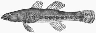 To NMNH Extant Collection (Gobiomorus polylepis P09980 illustration)