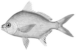 To NMNH Extant Collection (Gerres olisthostoma P11344 illustration)