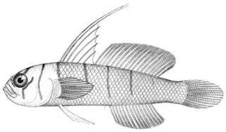 To NMNH Extant Collection (Gobius dalli P11565 illustration)