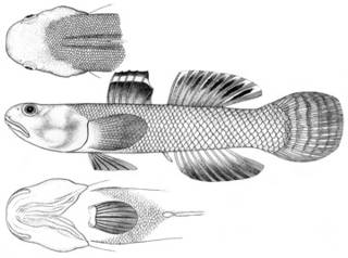To NMNH Extant Collection (Gobius depressifrons P11566 illustration)