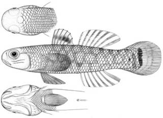 To NMNH Extant Collection (Gobius djiboutiensis P11567 illustration)