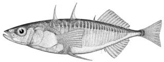 To NMNH Extant Collection (Gasterosteus cataphractus P08603 illustration)