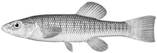 To NMNH Extant Collection (Fundulus diaphanus P11217 illustration)