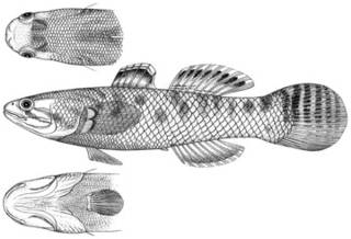 To NMNH Extant Collection (Gobius limbensis P11581 illustration)